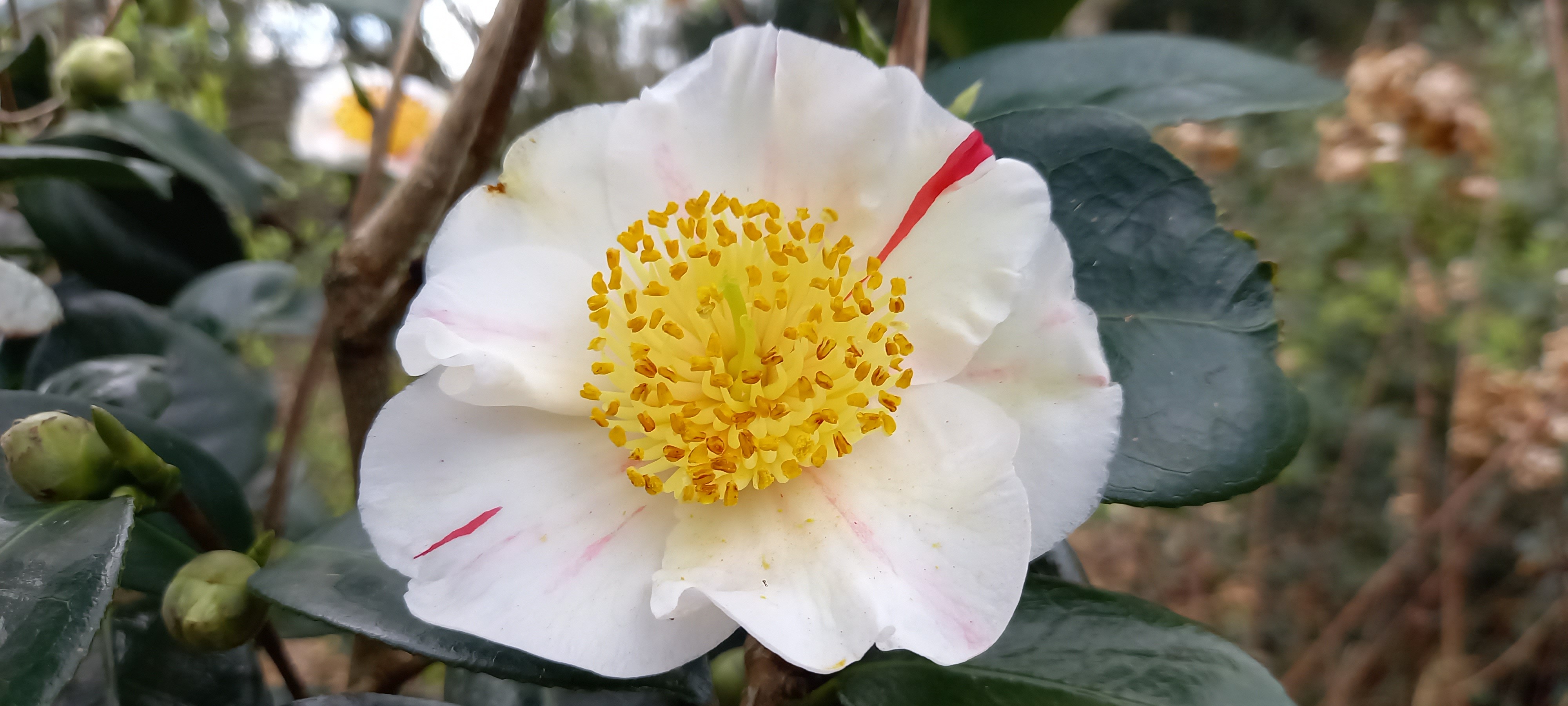 Camellia japonica(Higo) 'Kyô-nishiki'