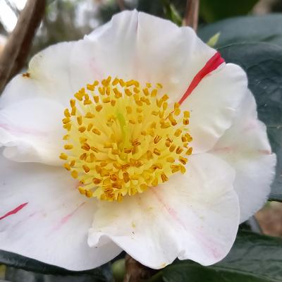 Camellia japonica(Higo) 'Kyô-nishiki'