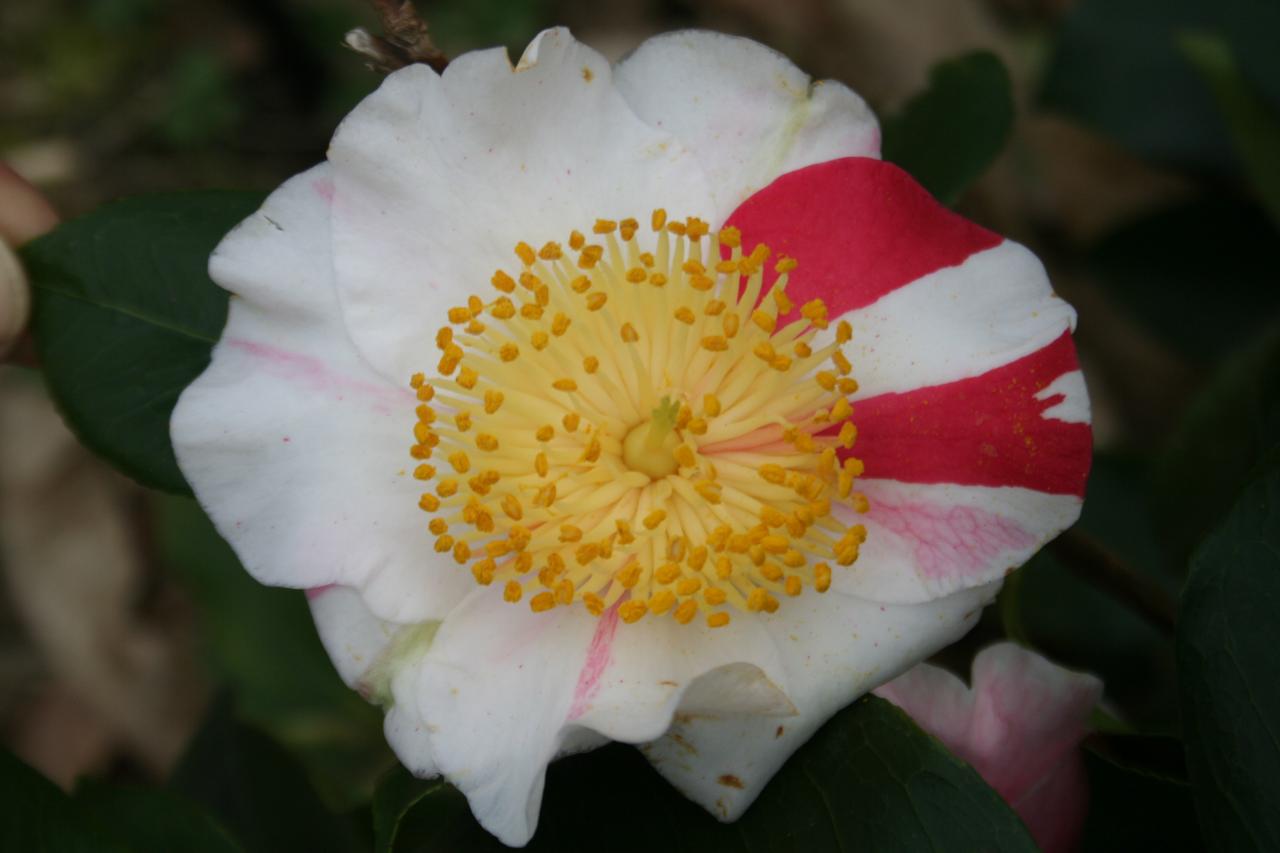 Camellia japonica(Higo) 'kyô-nishiki'