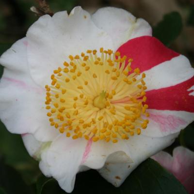 Camellia japonica(Higo) 'kyô-nishiki'