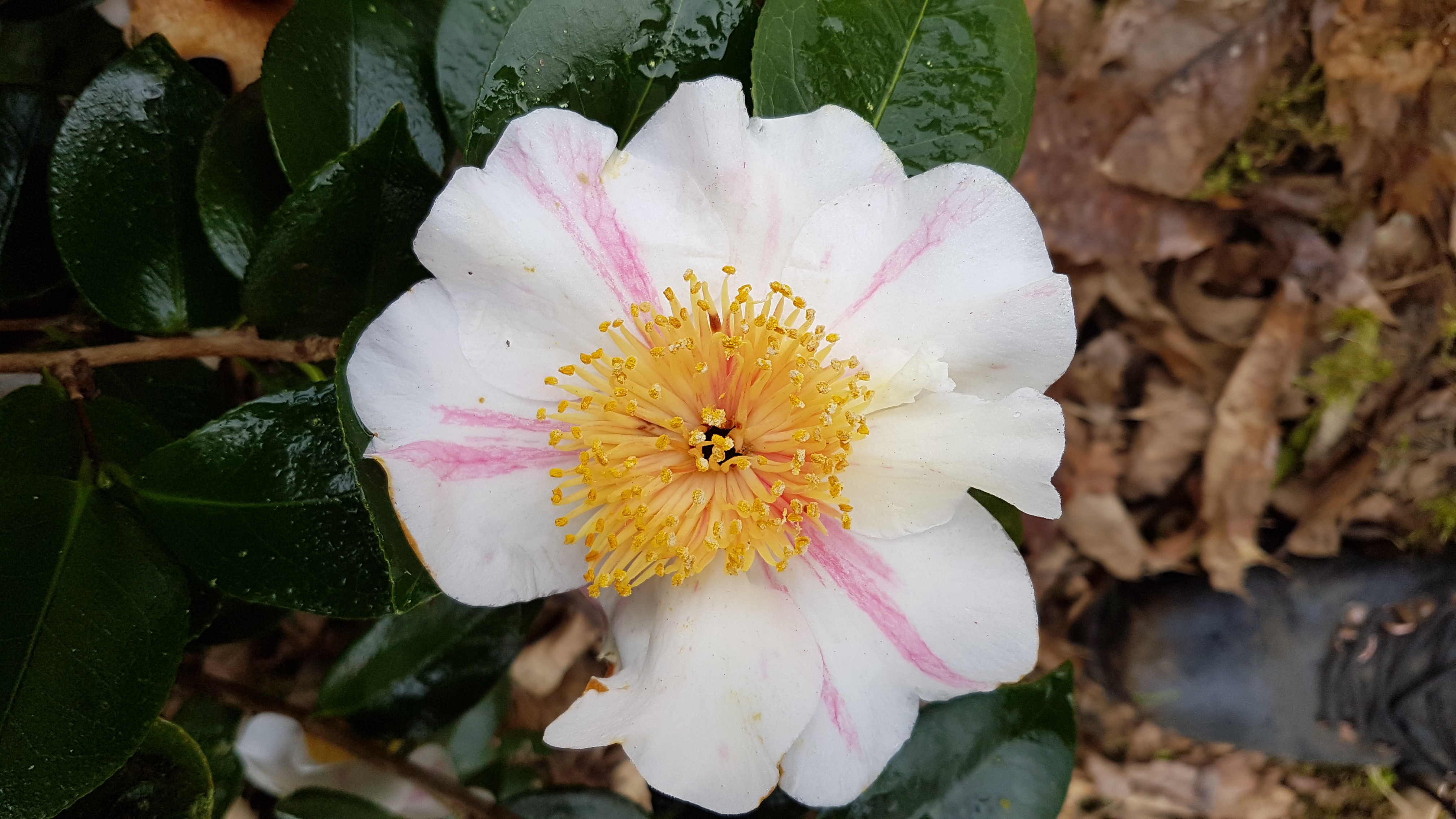 Camellia japonica(Higo) 'Kyô-nishiki'