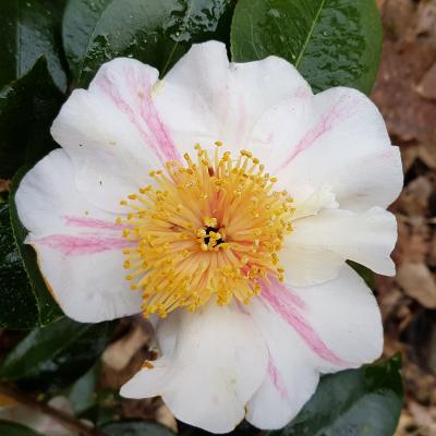 Camellia japonica(Higo) 'Kyô-nishiki'