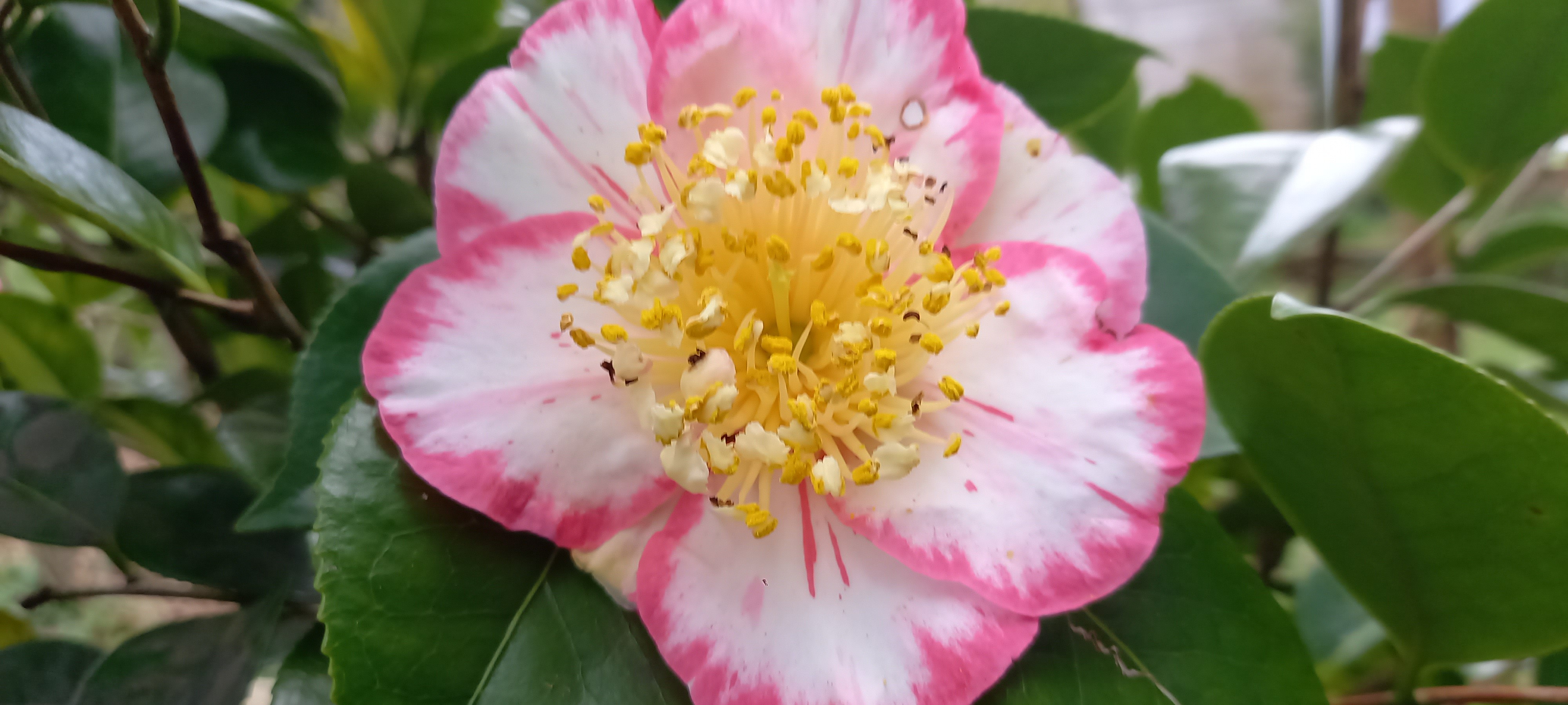 Camellia japonica(Higo) 'Ôkan'