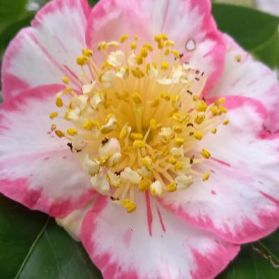 Camellia japonica(Higo) 'Ôkan'