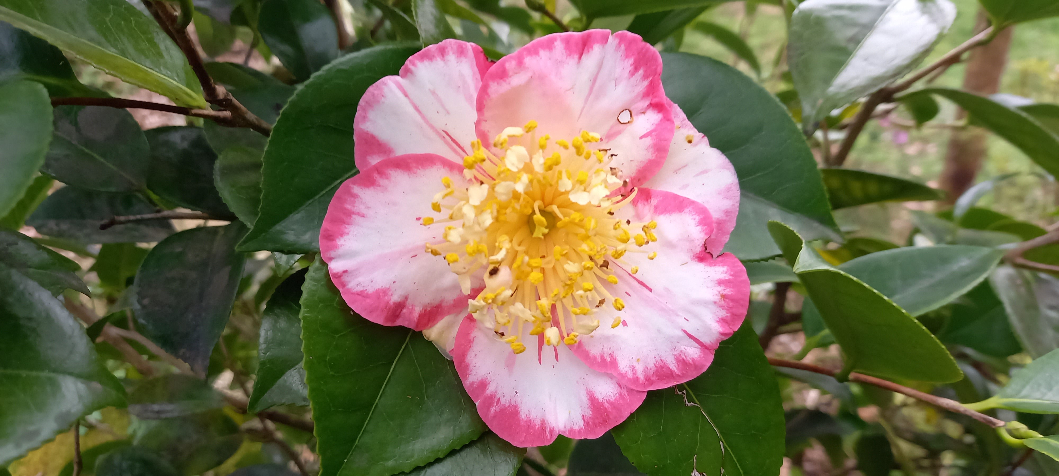 Camellia japonica(Higo) 'Ôkan'