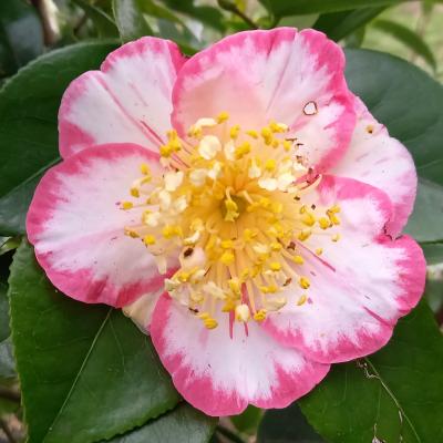 Camellia japonica(Higo) 'Ôkan'