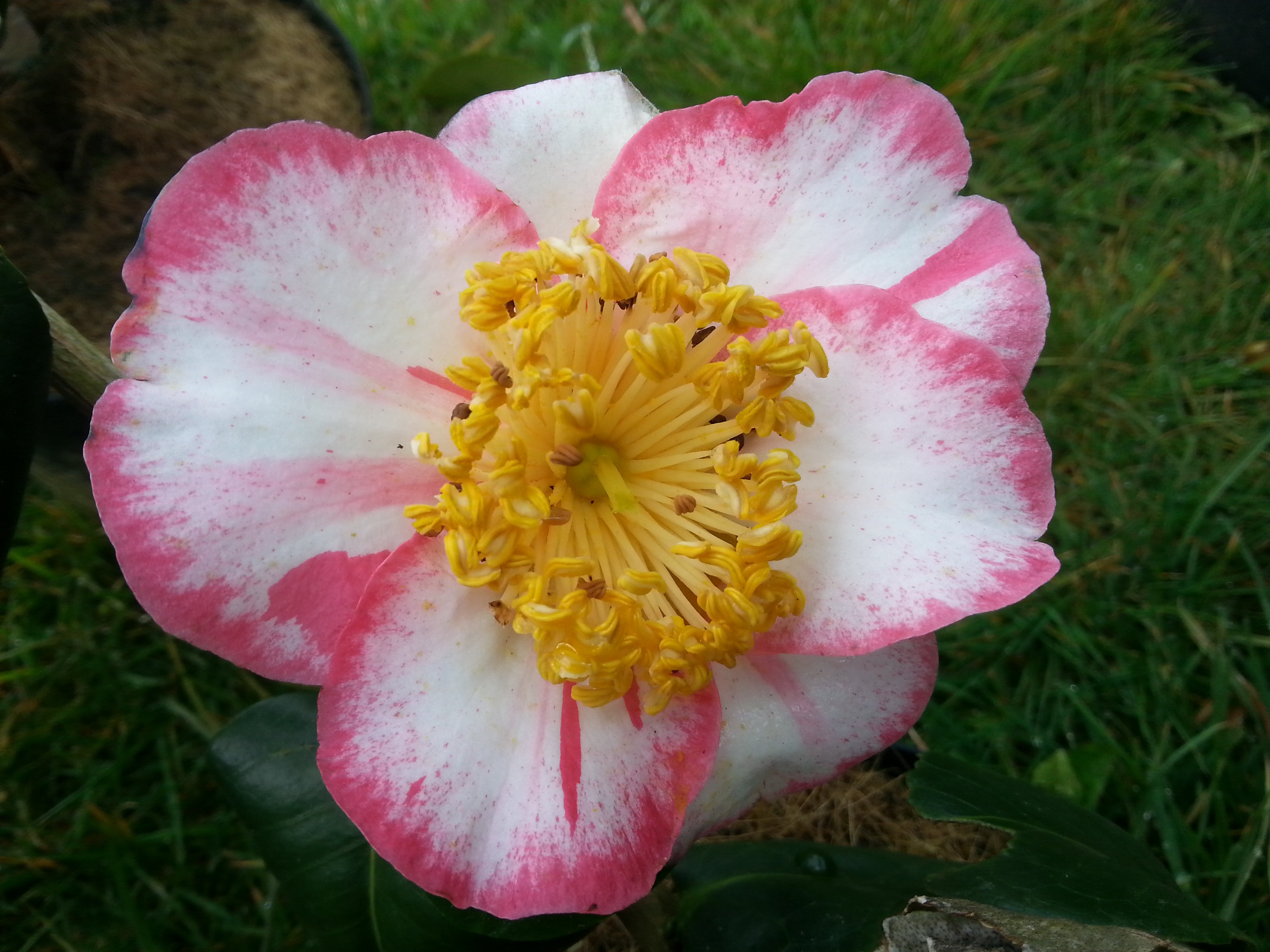 Camellia japonica(Higo) 'Ôkan'