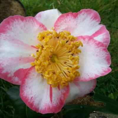 Camellia japonica(Higo) 'Ôkan'