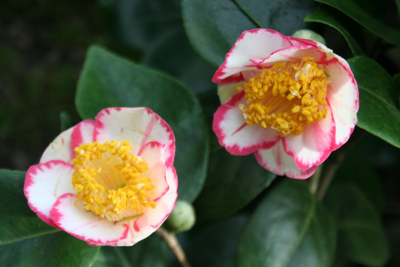 Camellia japonica(Higo) 'Ôkan'