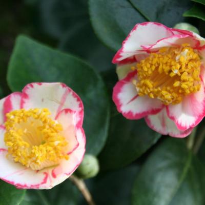 Camellia japonica(Higo) 'Ôkan'