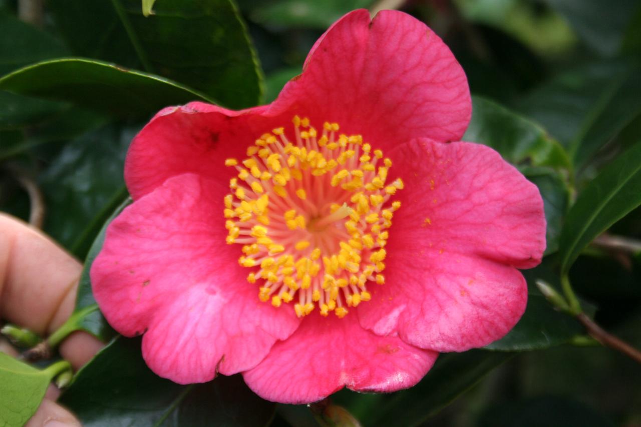 Camellia japonica(Higo) 'Oseki'