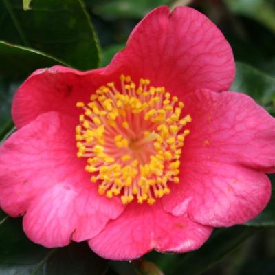 Camellia japonica(Higo) 'Oseki'