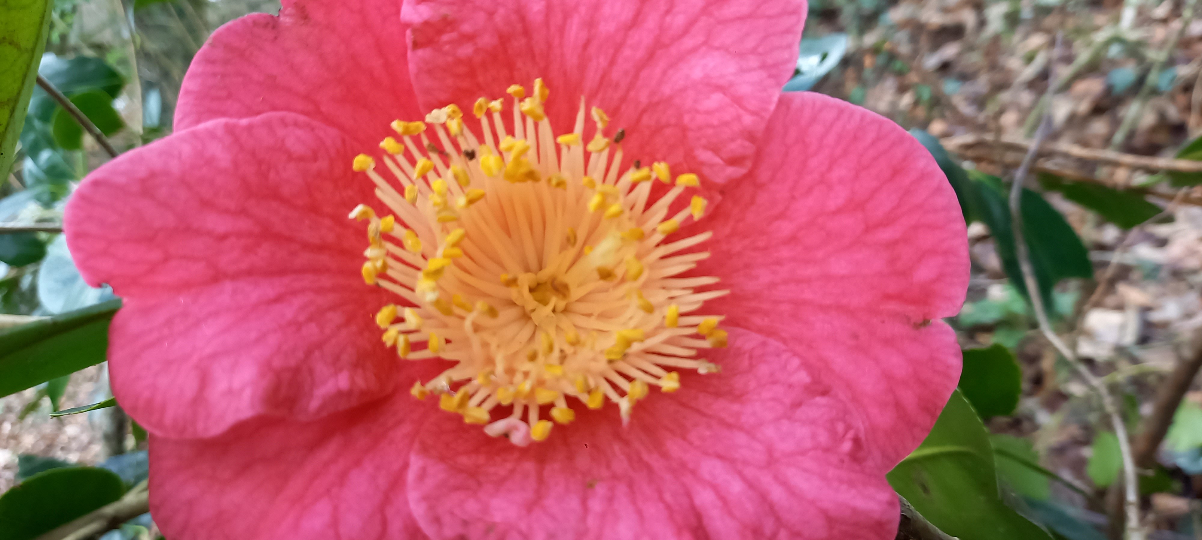 Camellia japonica(Higo) 'Ôzekî'