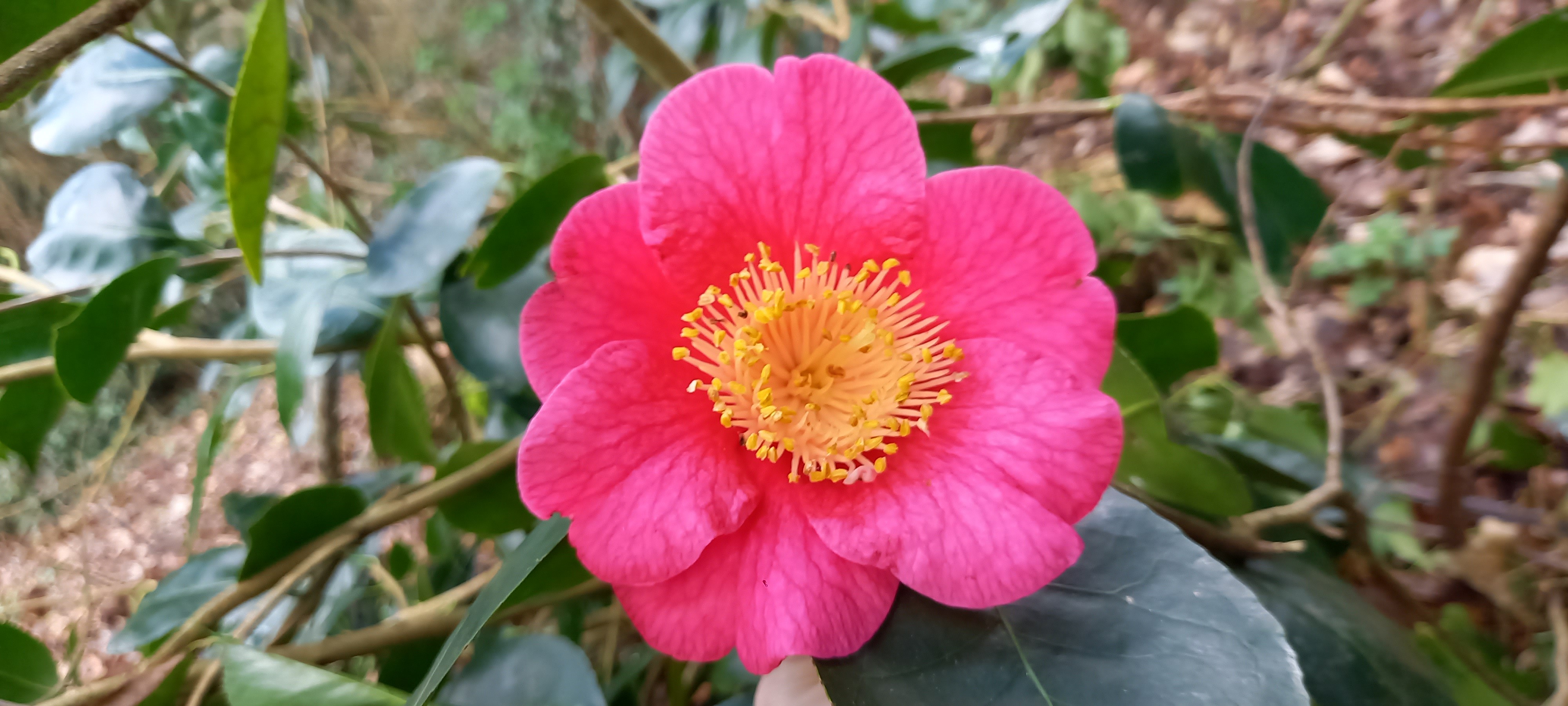 Camellia japonica(Higo) 'Ôzekî'