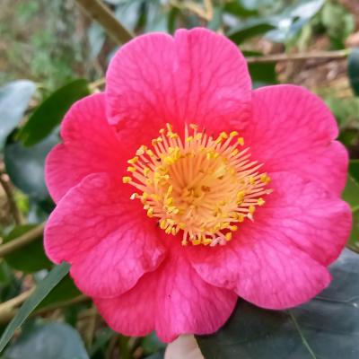 Camellia japonica(Higo) 'Ôzekî'