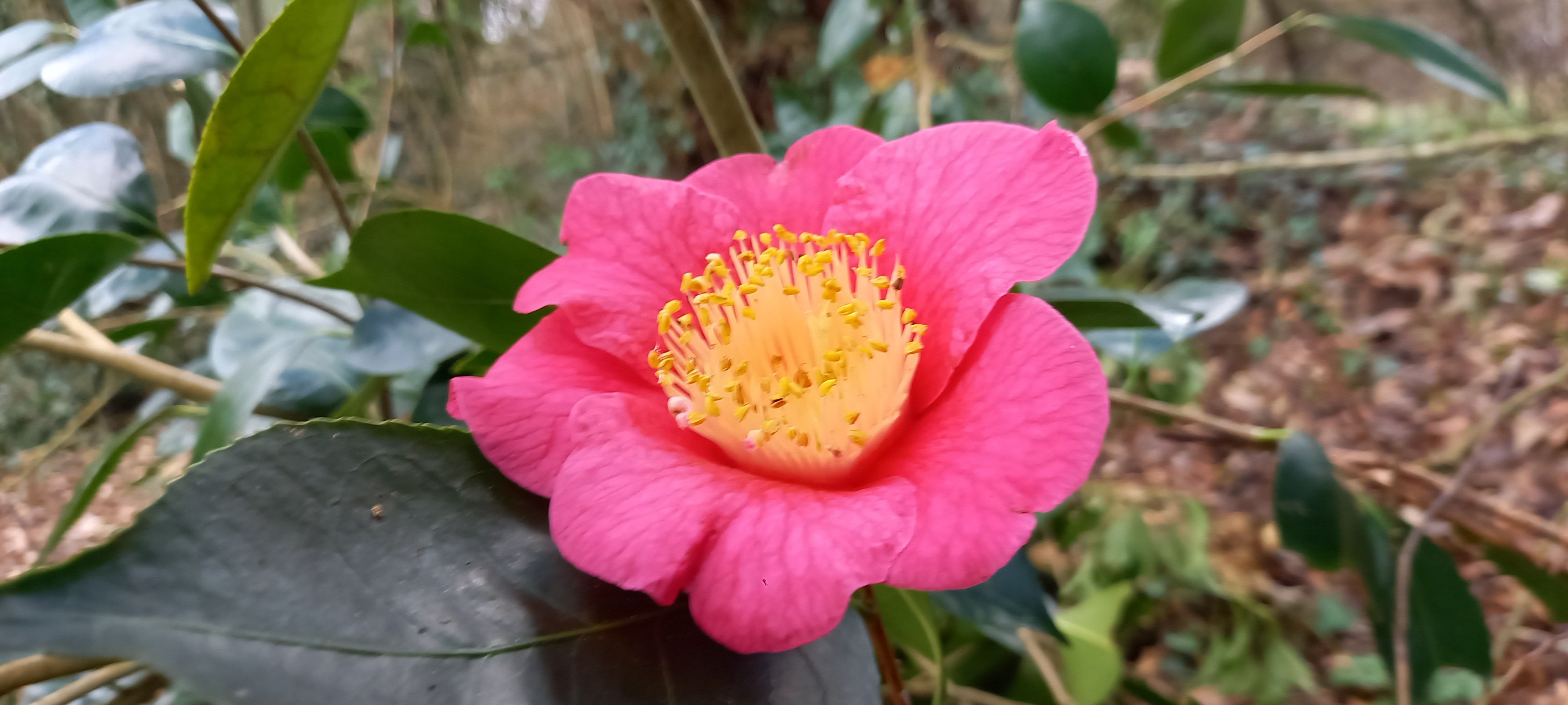 Camellia japonica(Higo) 'Ôzekî'