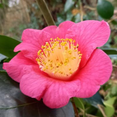 Camellia japonica(Higo) 'Ôzekî'