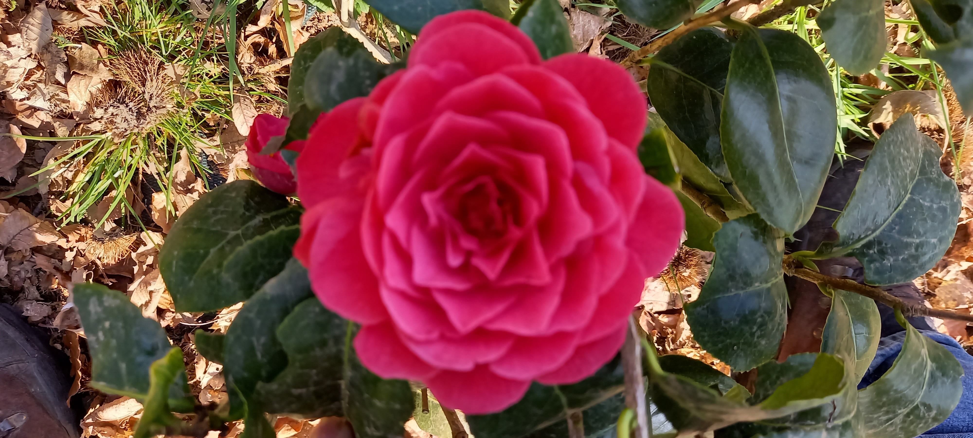 Camellia japonica 'Hippolyte Thoby'