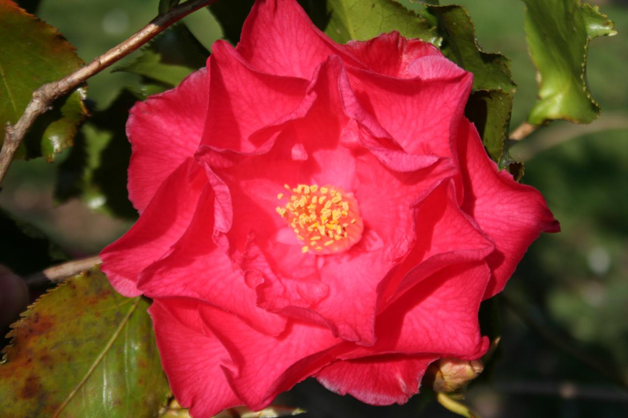 Camellia japonica 'Holly Bright'