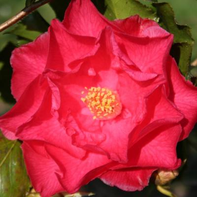 Camellia japonica 'Holly Bright'-2-
