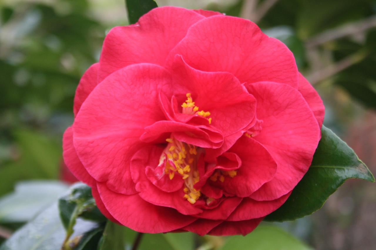 Camellia japonica '...' J2