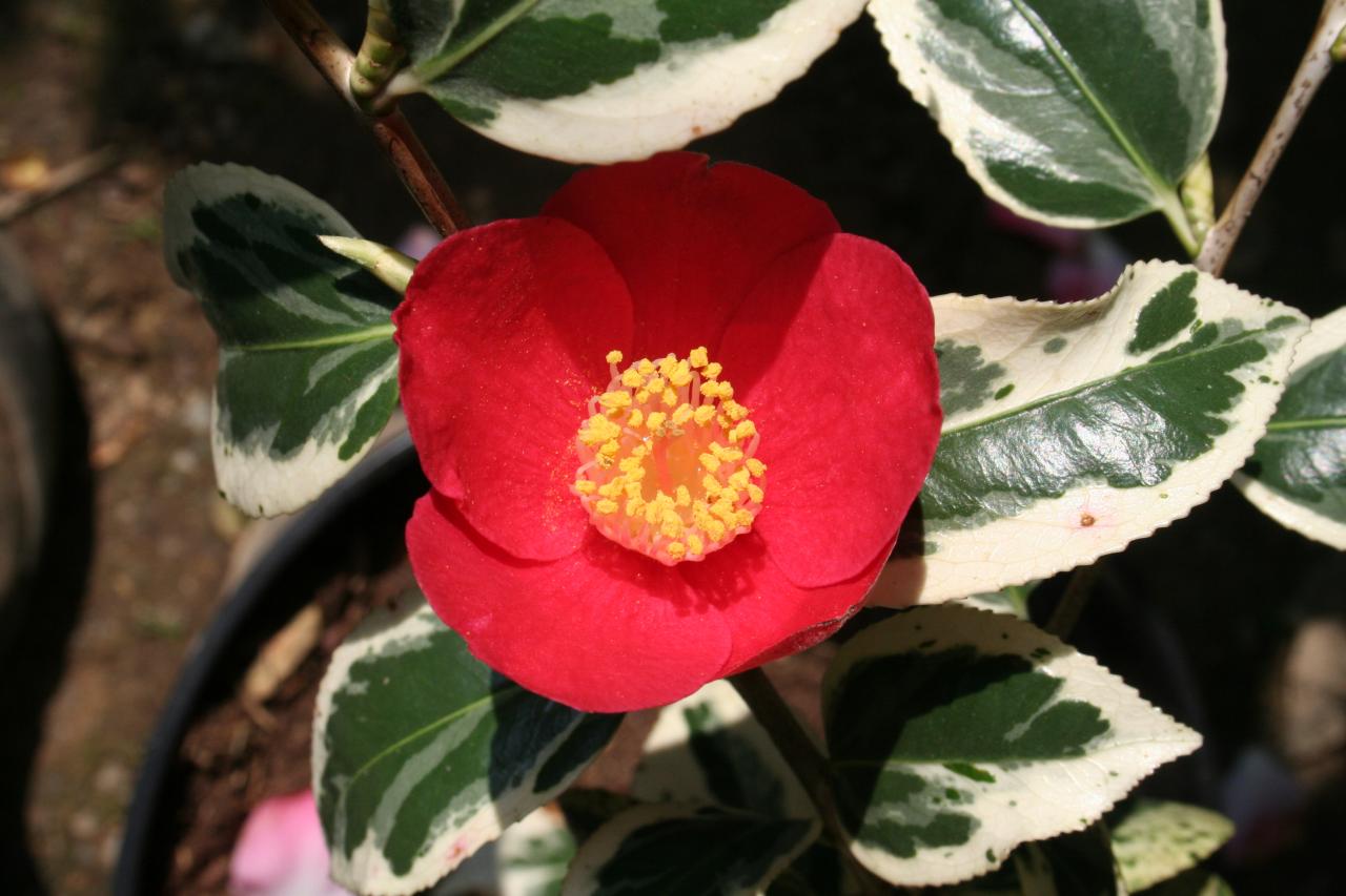 Camellia japonica 'Japonica Variegata'