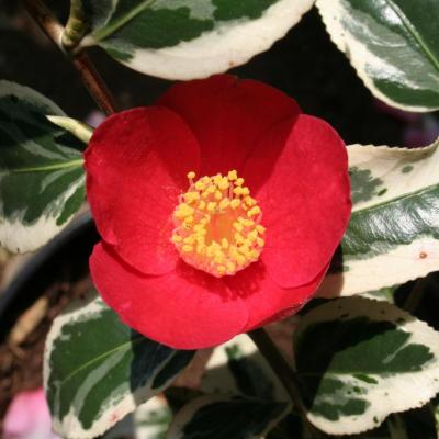 Camellia japonica 'Japonica Variegata'