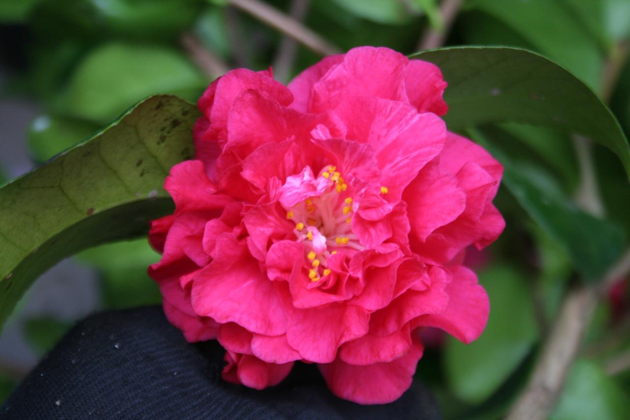 Camellia japonica 'Joseph Pfingstl'