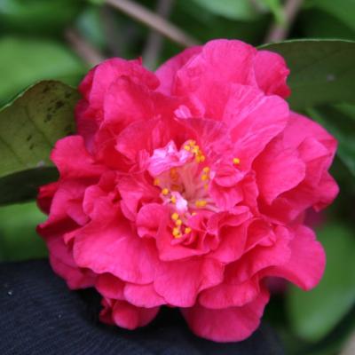 Camellia japonica 'Joseph Pfingstl'