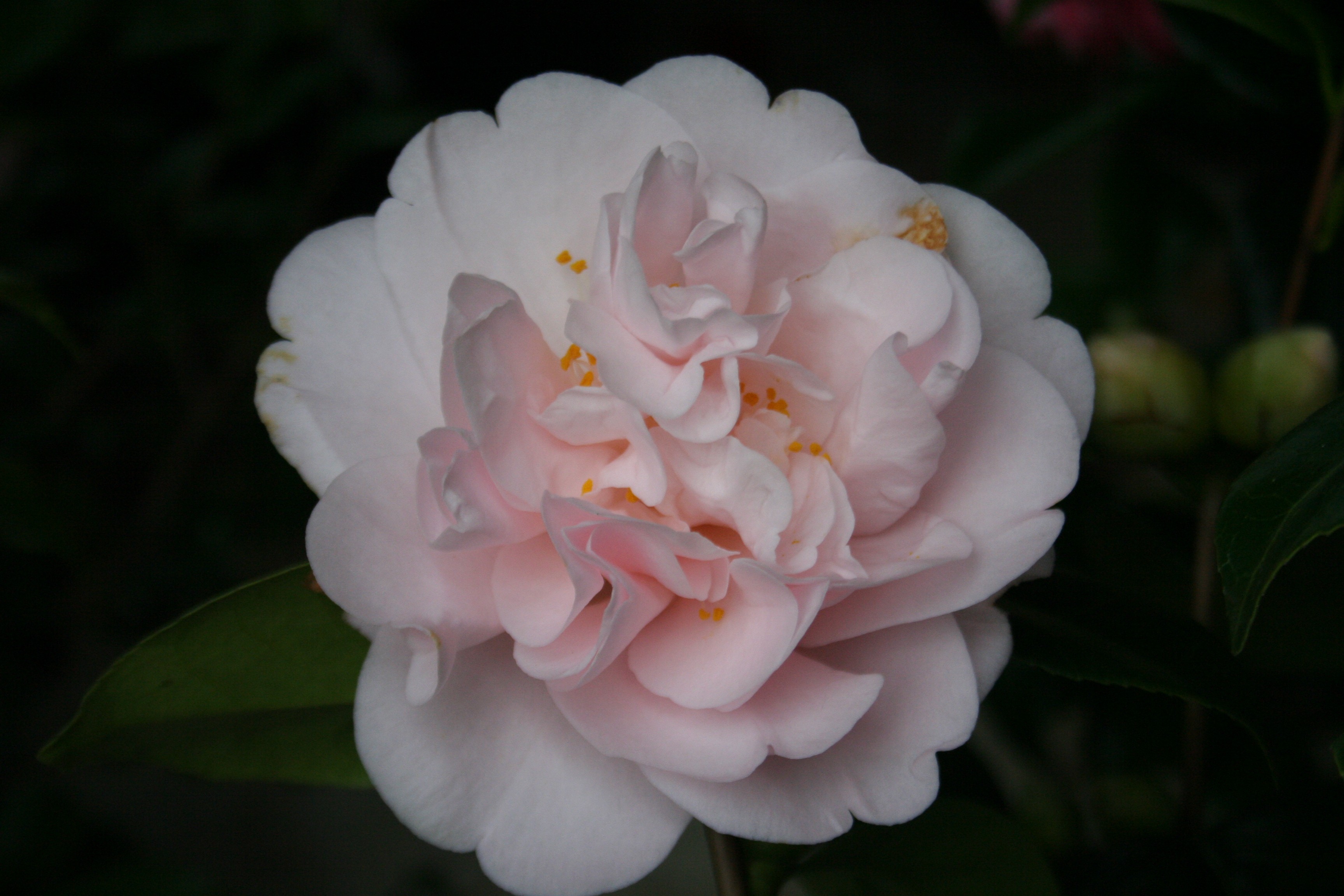 Camellia japonica 'Julia France'