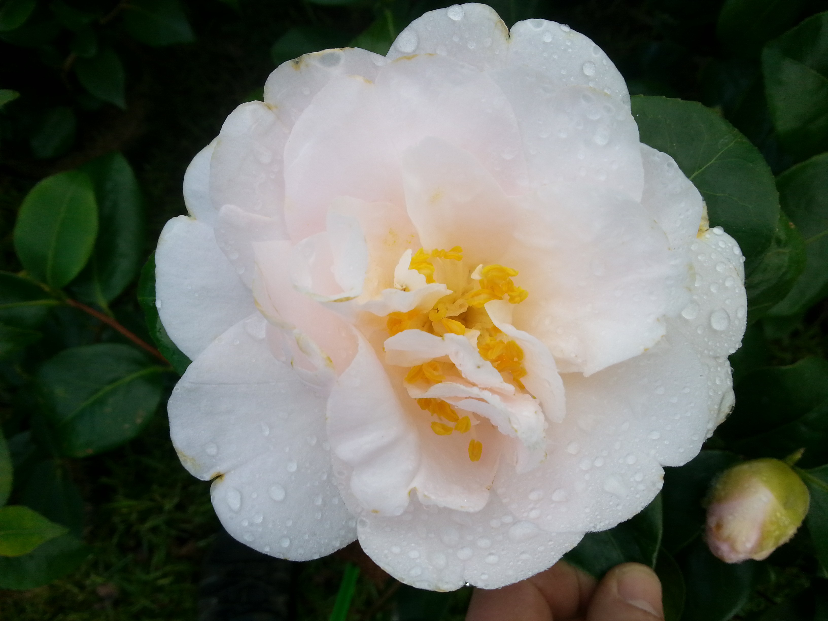 Camellia japonica 'Julia France'