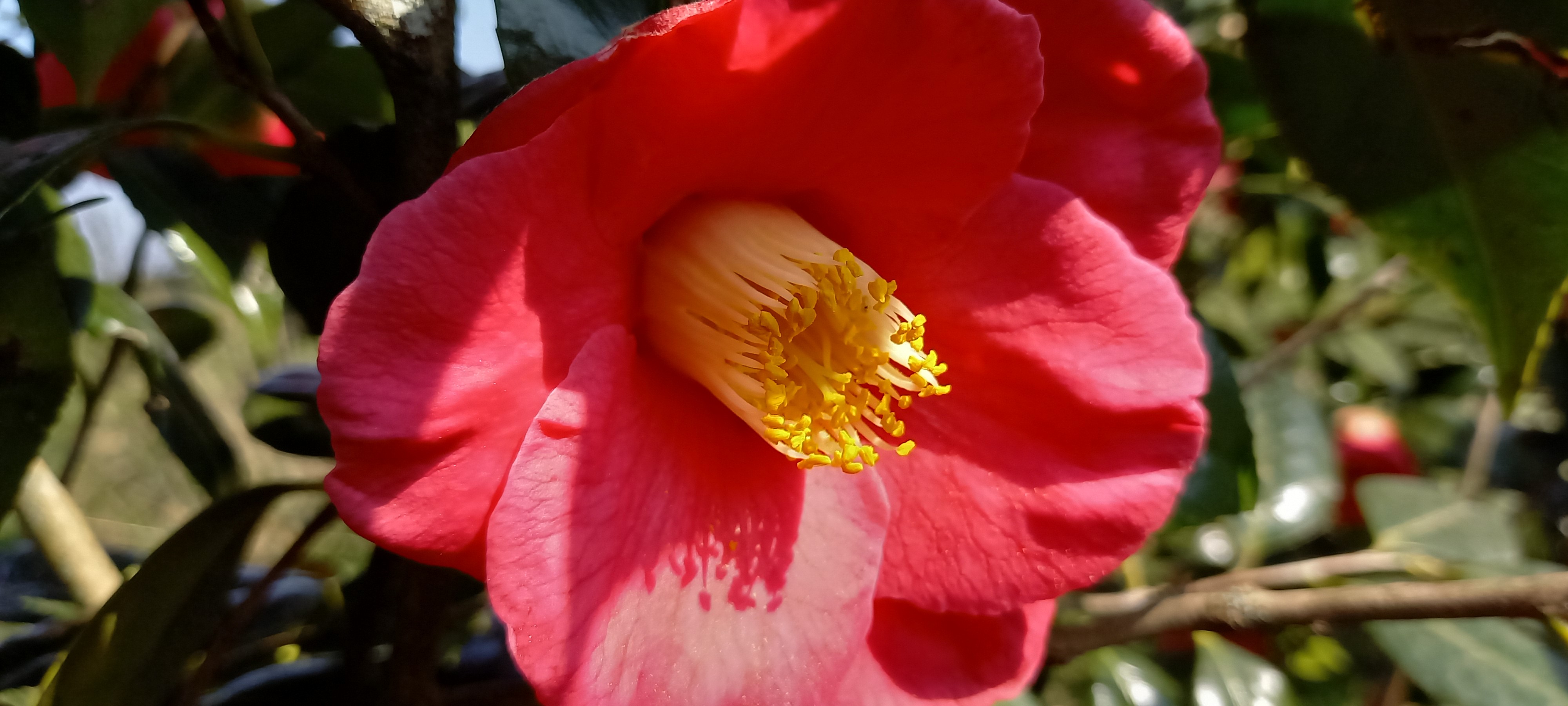 Camellia japonica 'Jupiter(Paul)'