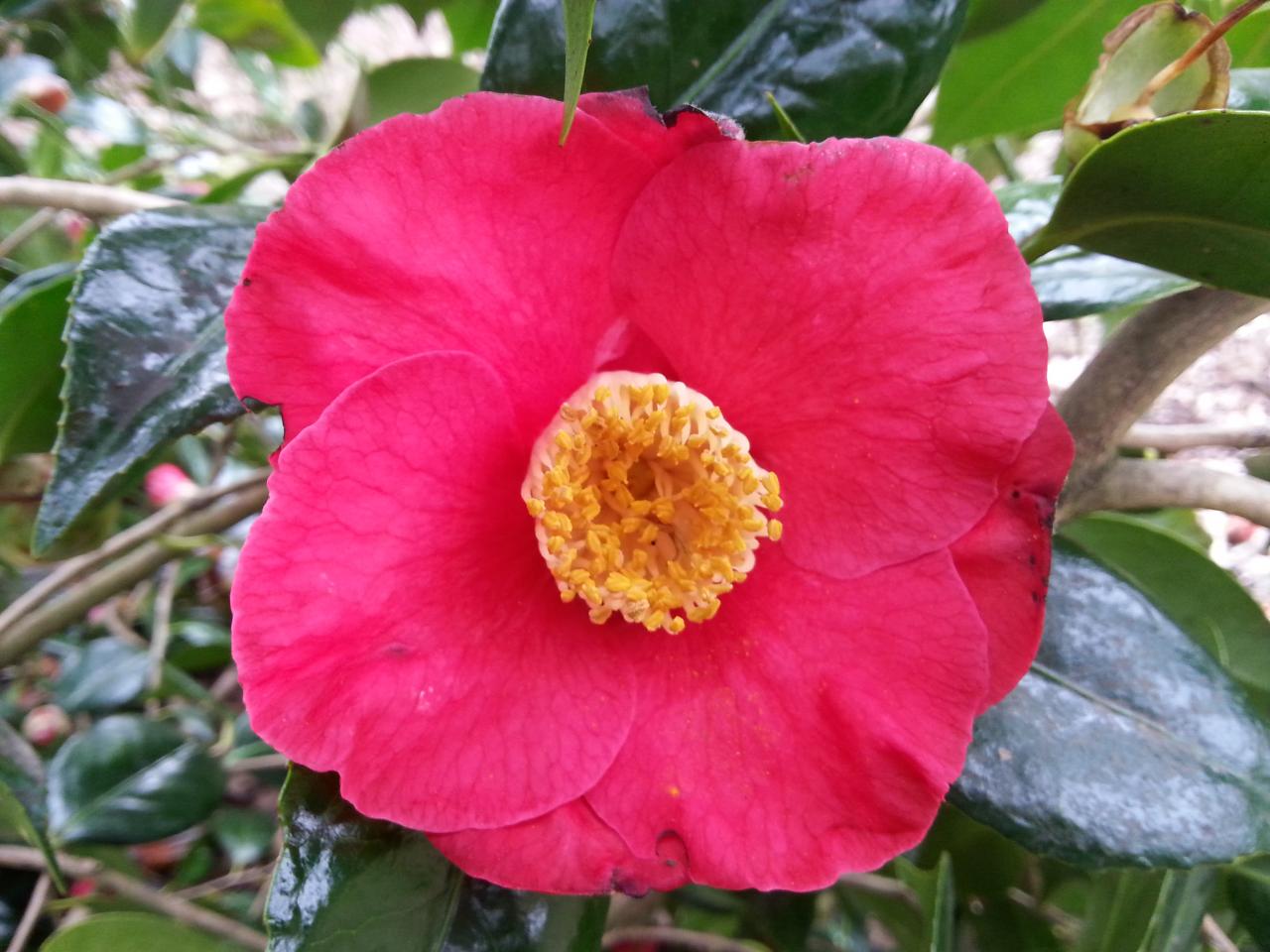 Camellia japonica 'Jupiter(Paul)' (3)