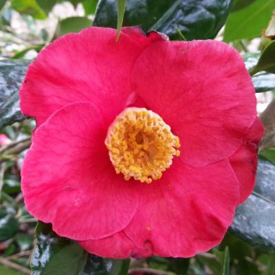 Camellia japonica 'Jupiter(Paul)' (3)