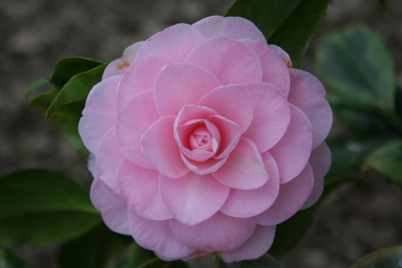 Camellia japonica 'Kerguelen'-4-