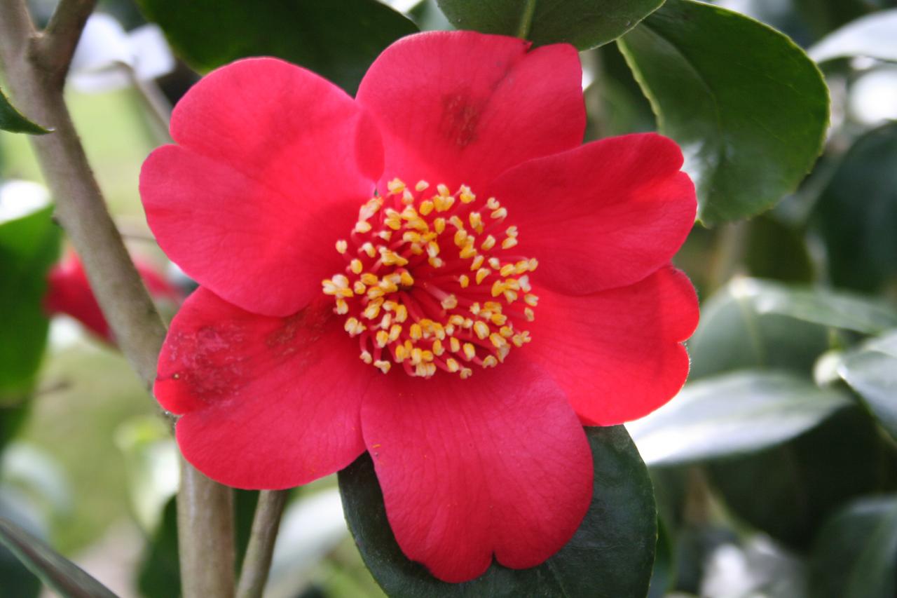 Camellia japonica 'Kimberley'