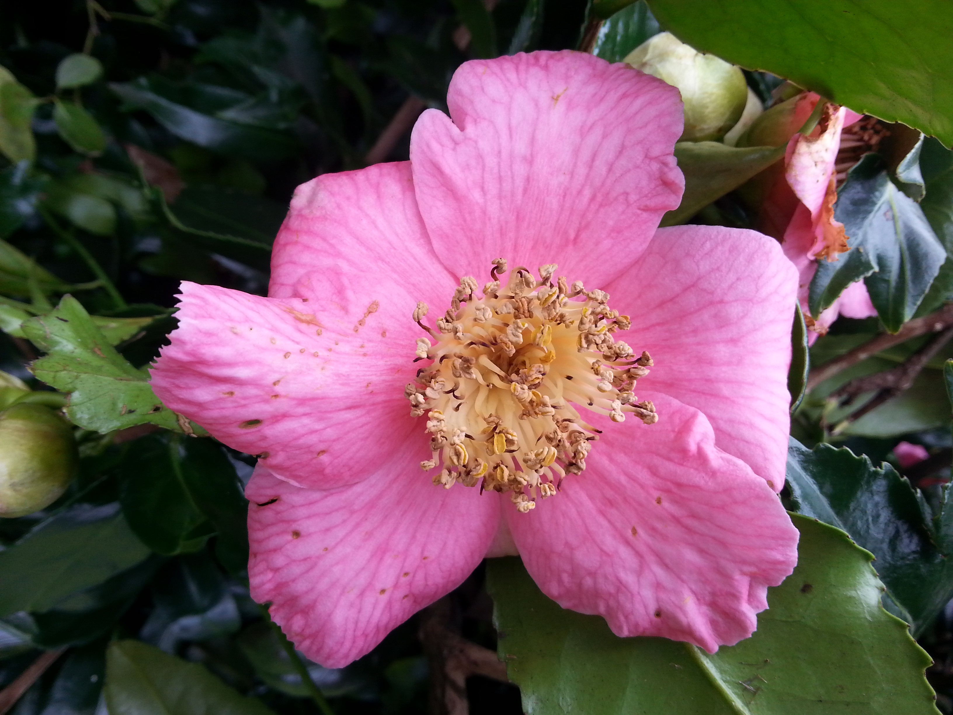 Camellia japonica 'Kingyo-tsubaki rose'