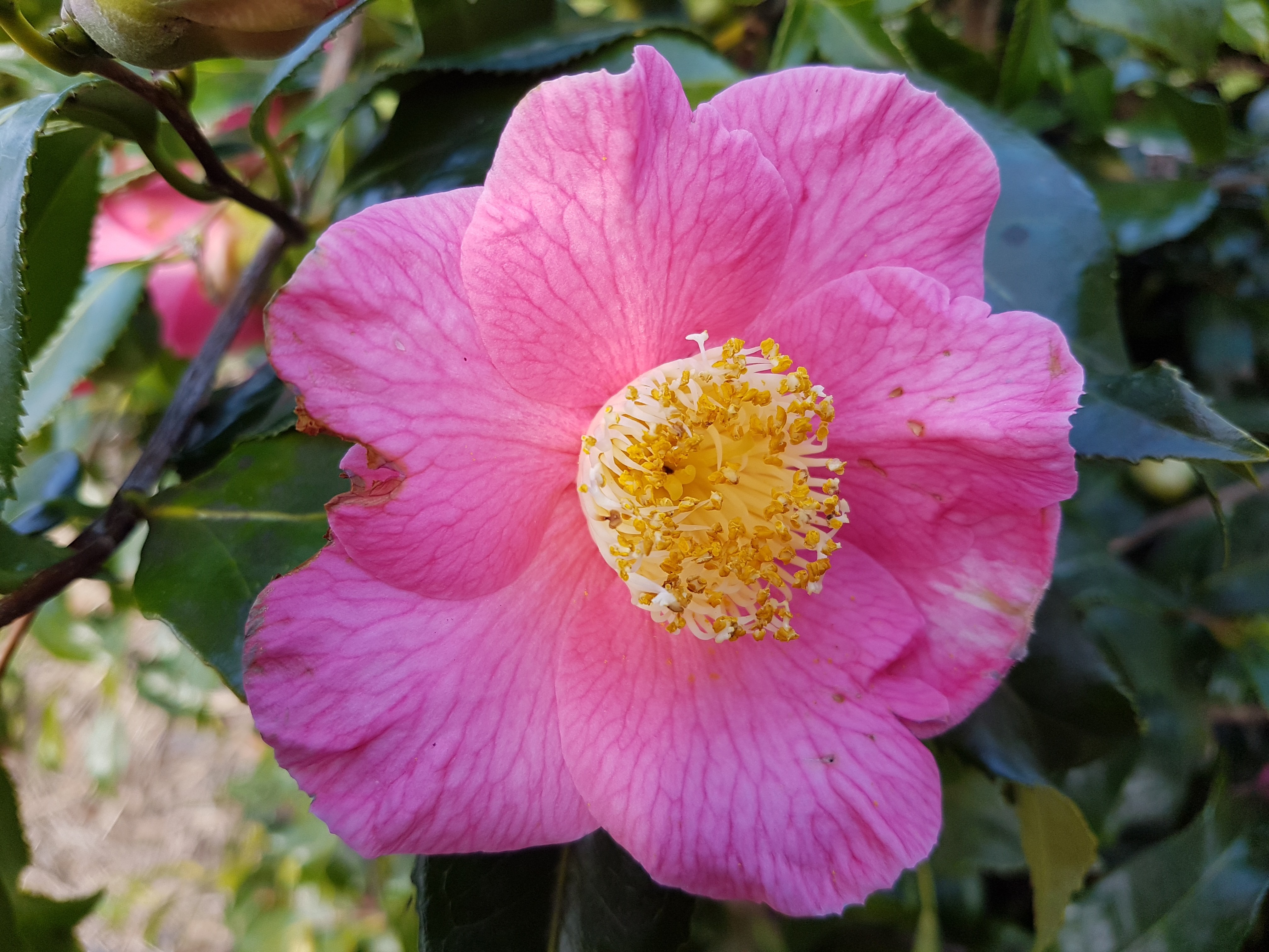 Camellia japonica 'Kingyo-tsubaki rose'