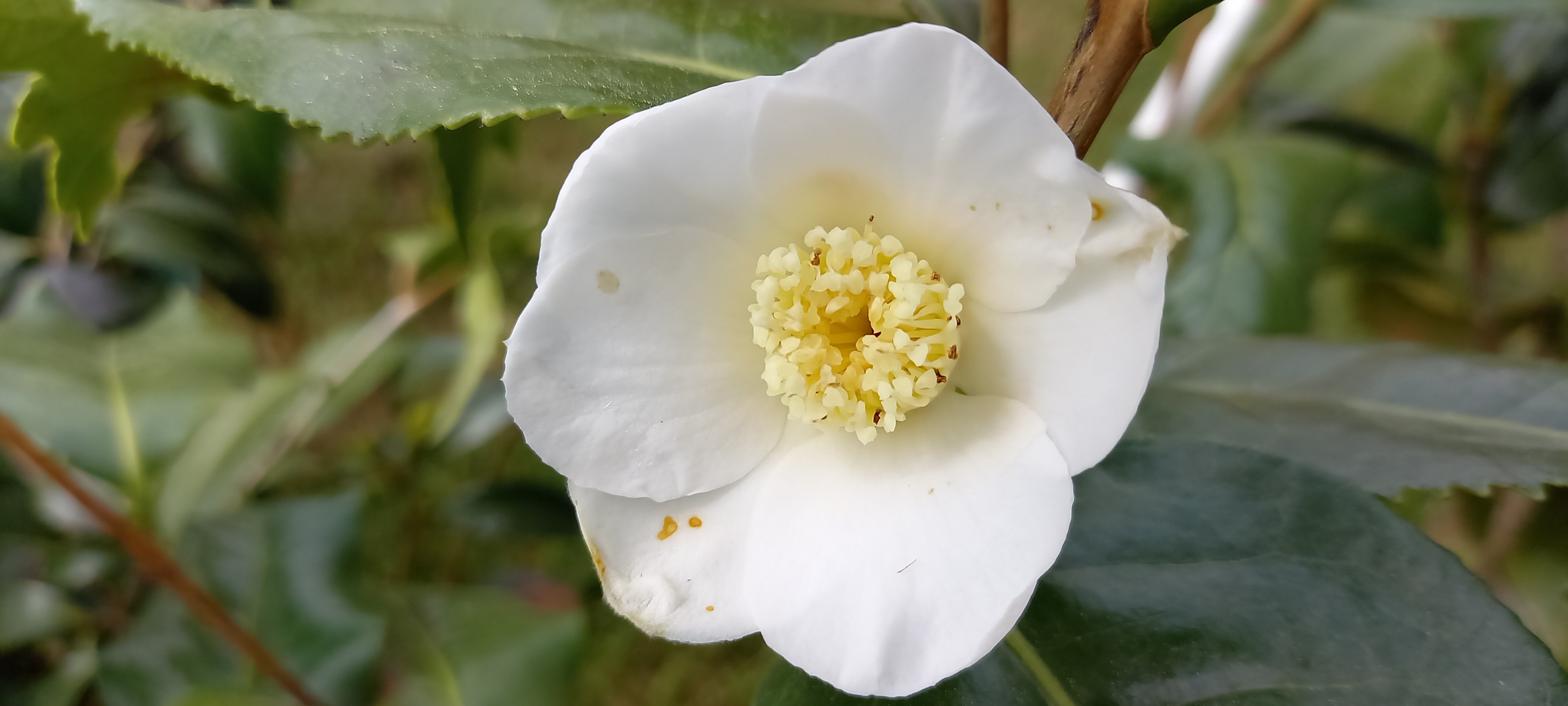 Camellia japonica 'Kingyo-tsubaki blanc'