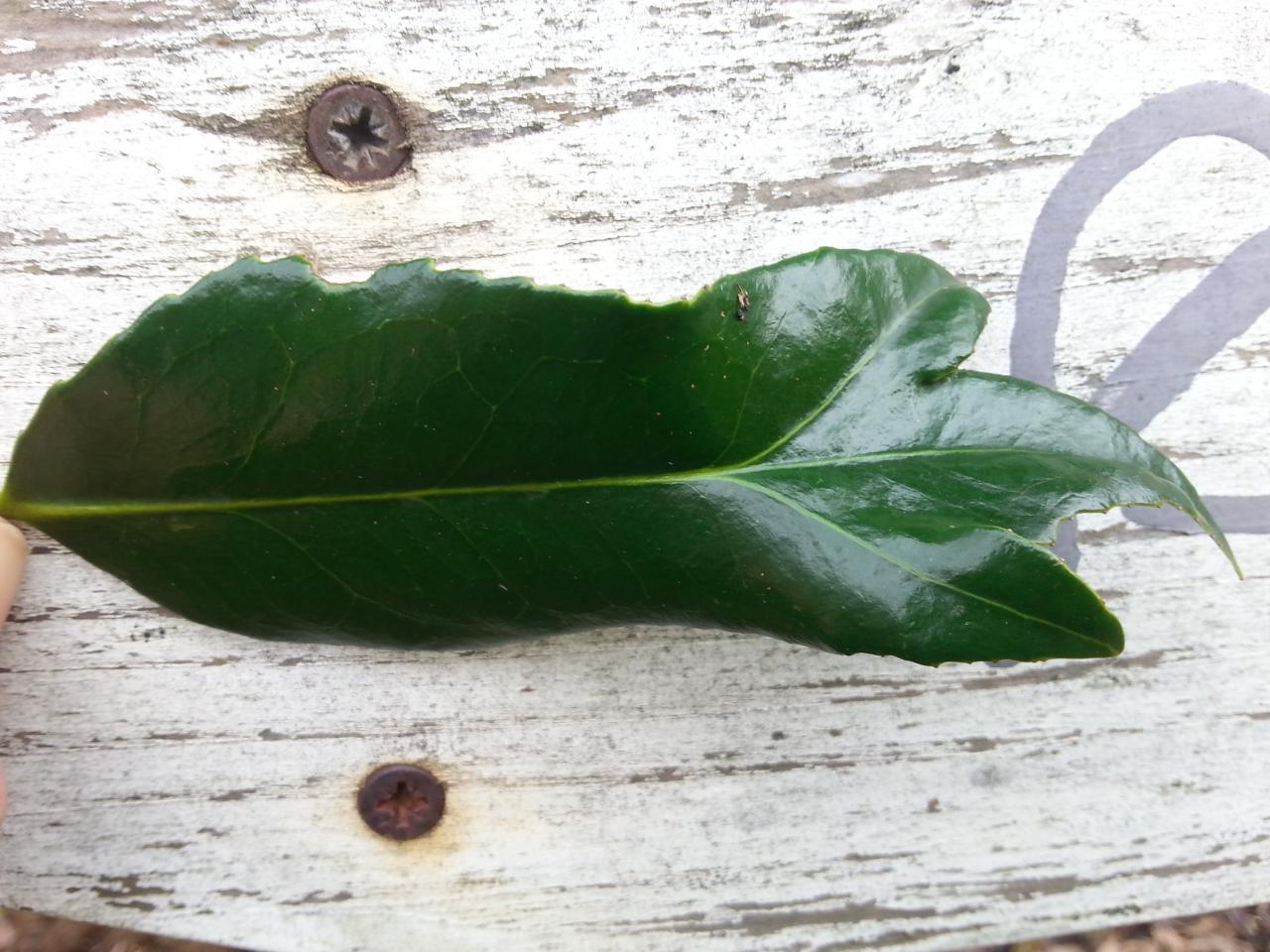 Camellia japonica 'Kingyo-tsubaki rose'