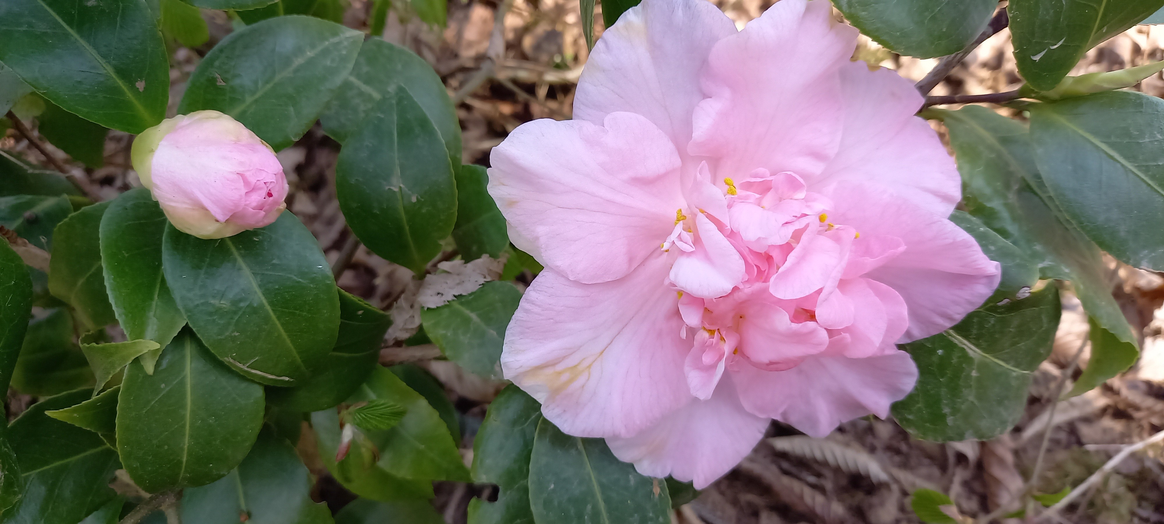 Camellia japonica 'Laurie Bray'