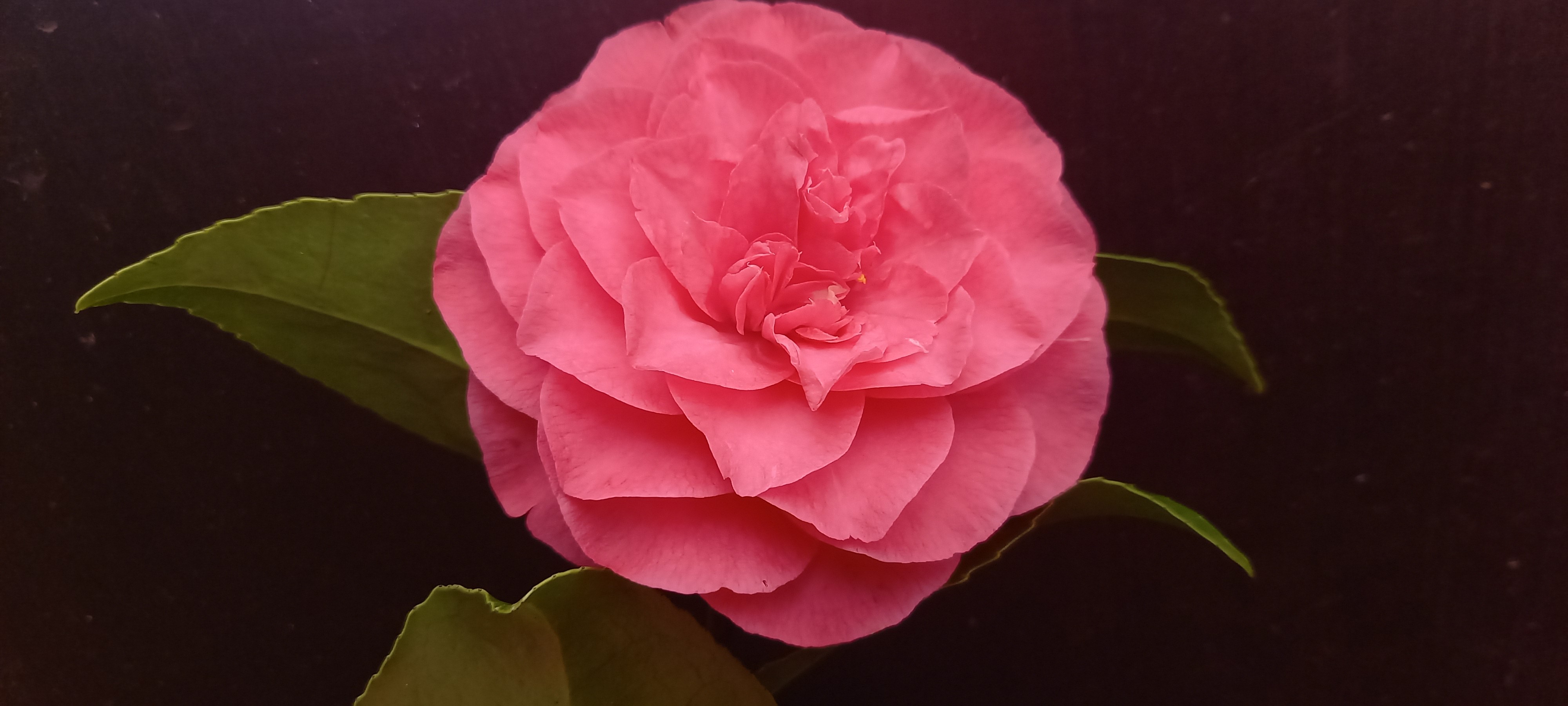 Camellia japonica 'Lavinia Maggi Rosea'