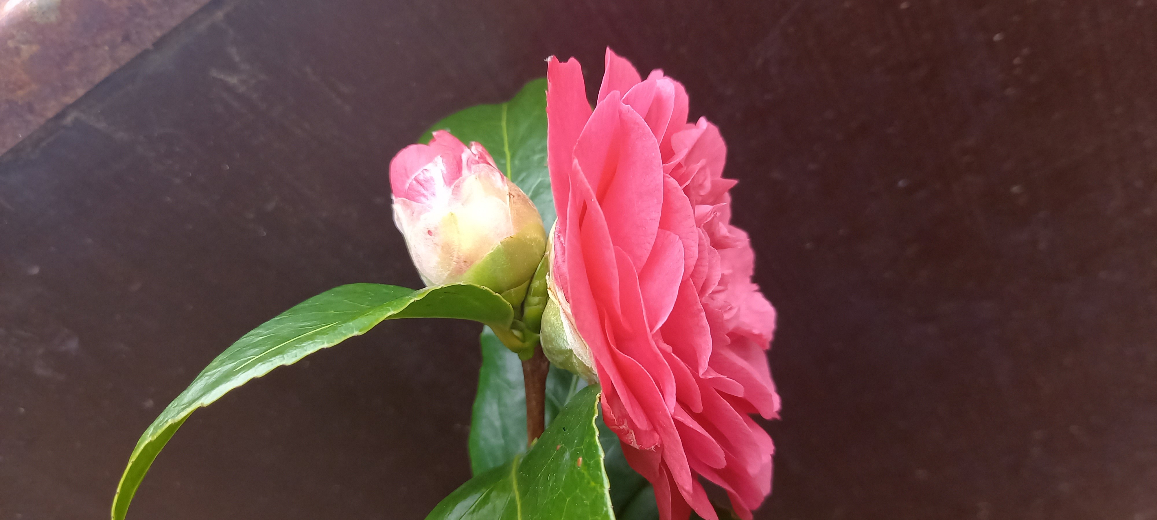 Camellia japonica 'Lavinia Maggi Rosea'