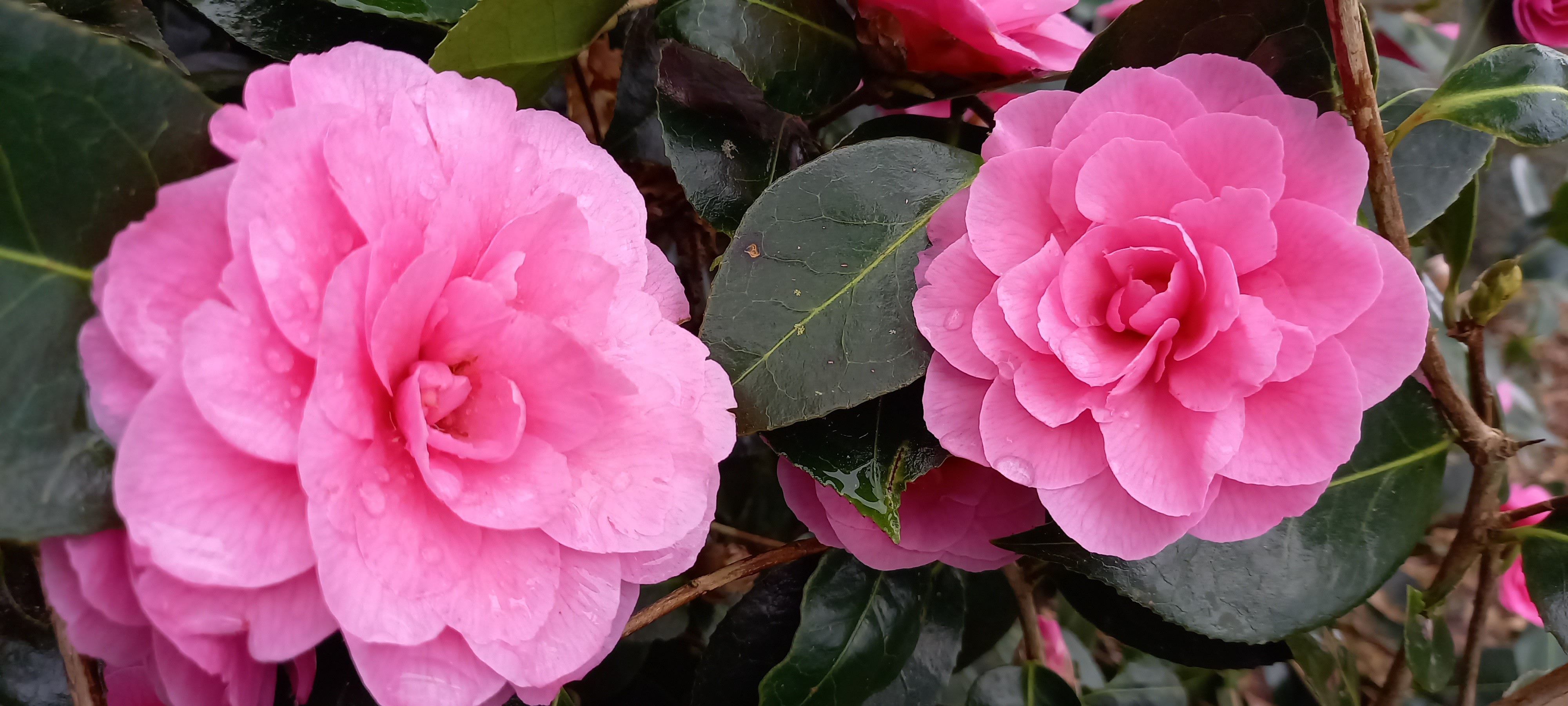 Camellia japonica 'Linéostic'
