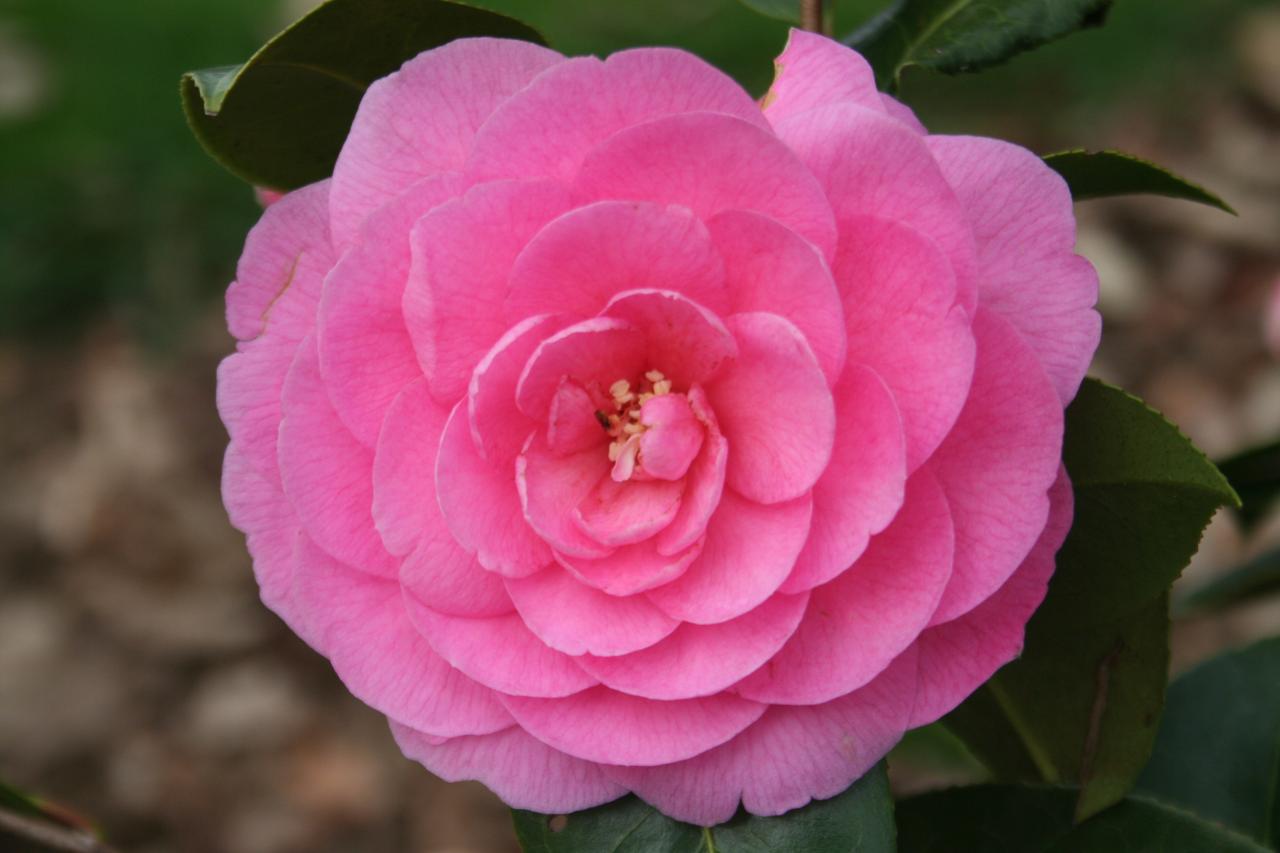 Camellia japonica 'Linéostic'