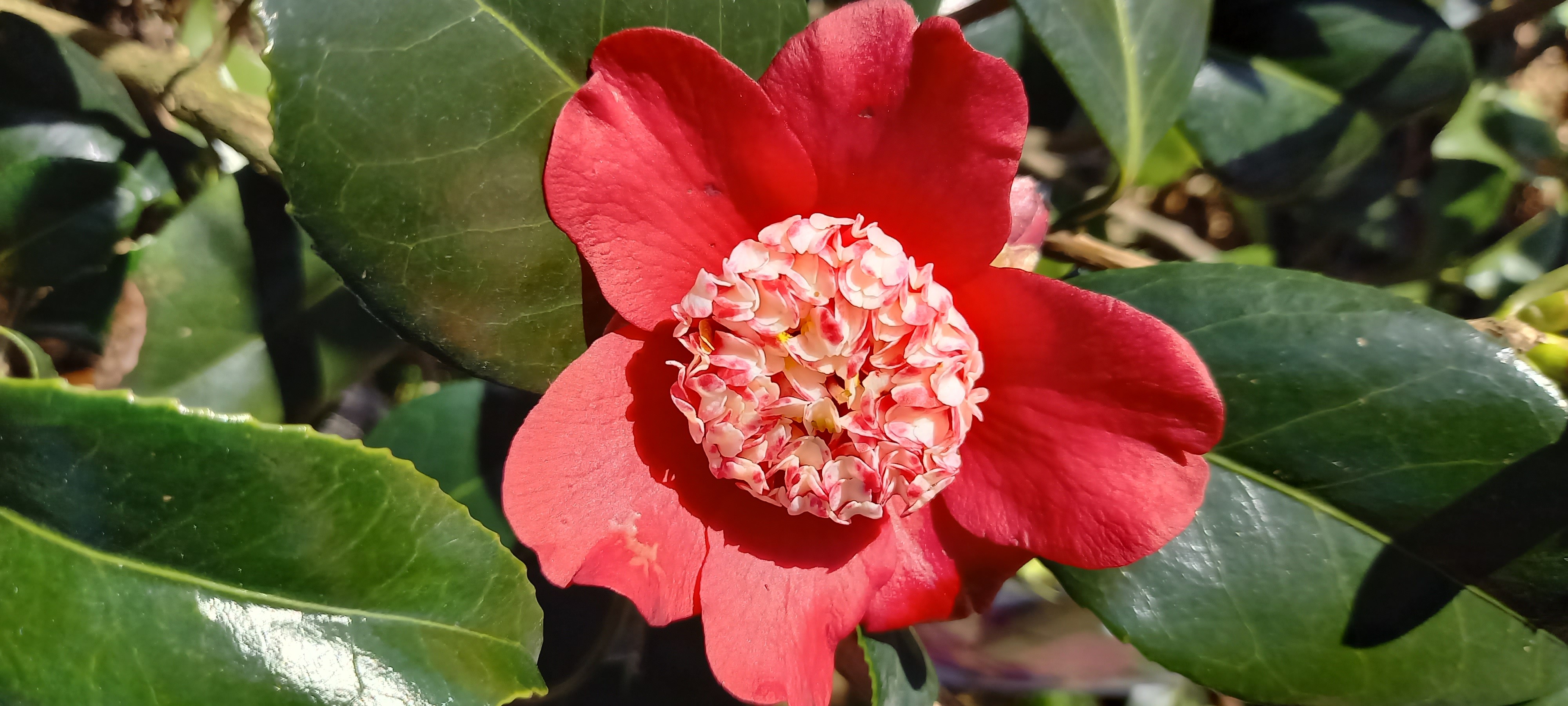 Camellia japonica 'Lipstick'