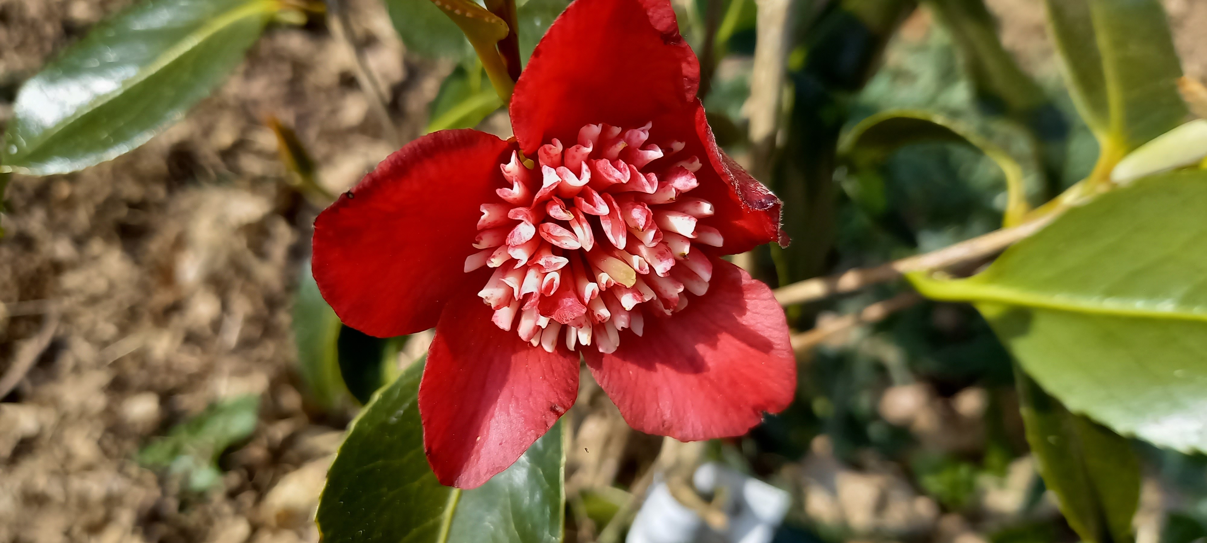 Camellia japonica 'Lipstick'