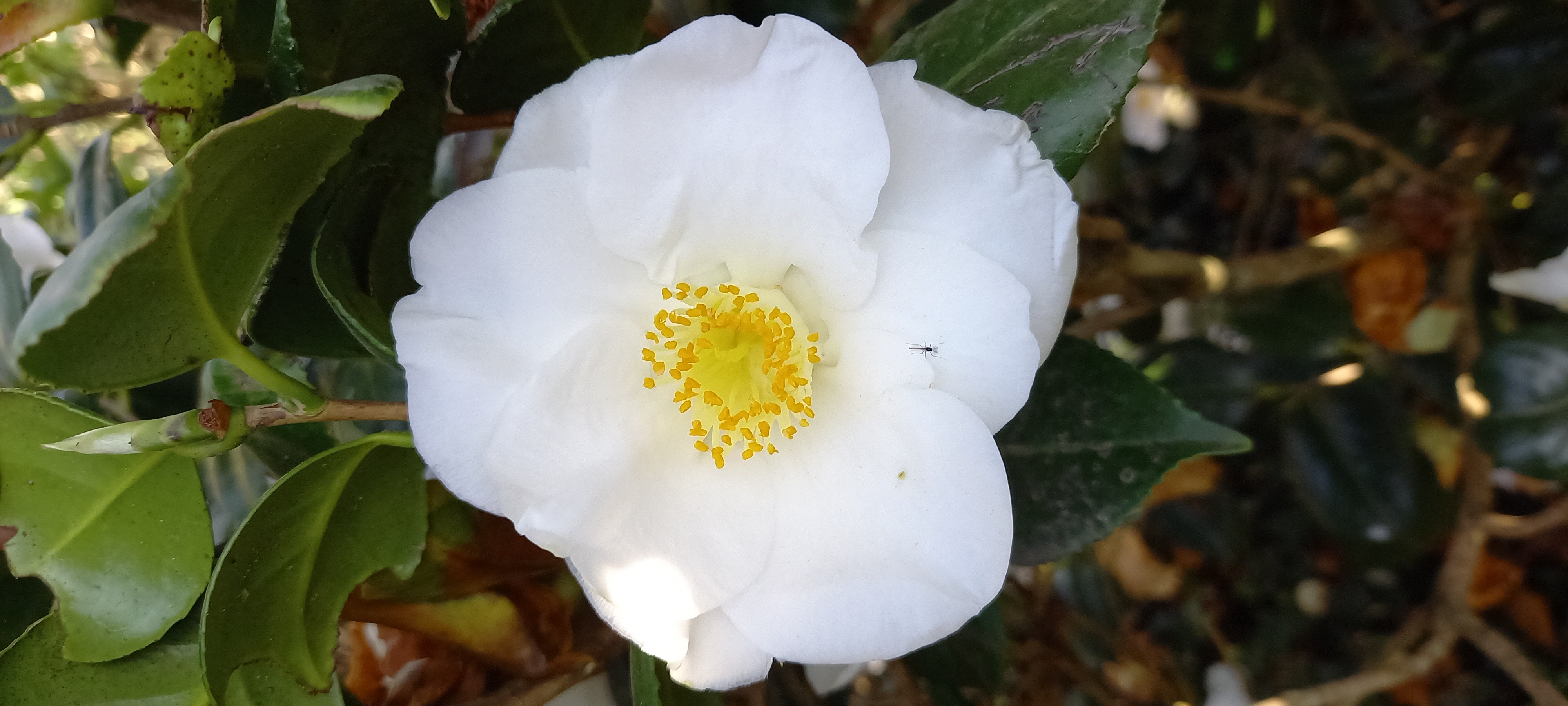 Camellia japonica 'Madame Lourmand'