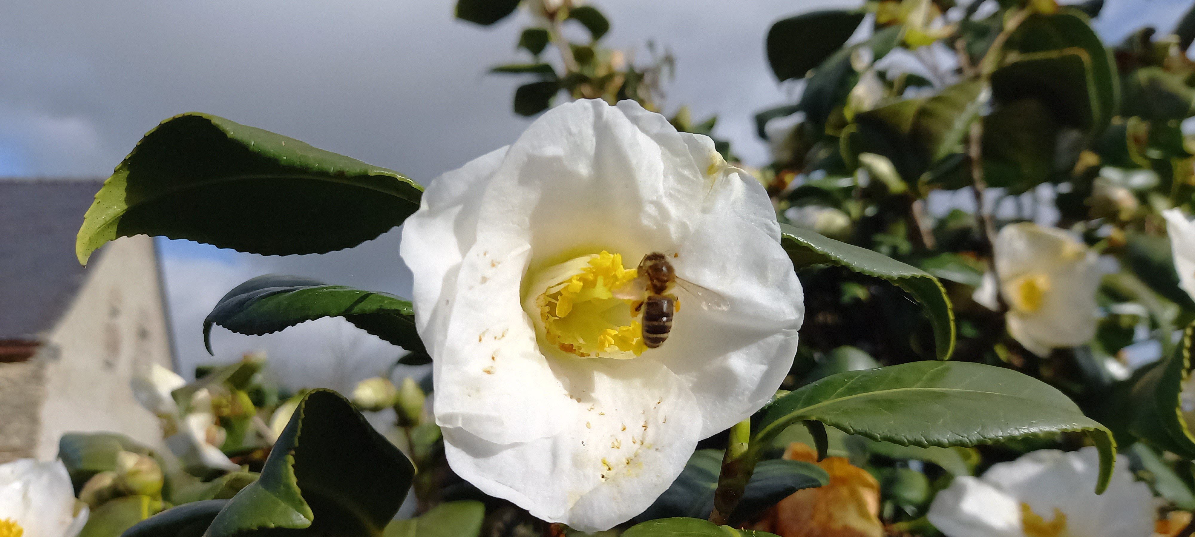 Camellia japonica 'Madame Lourmand'