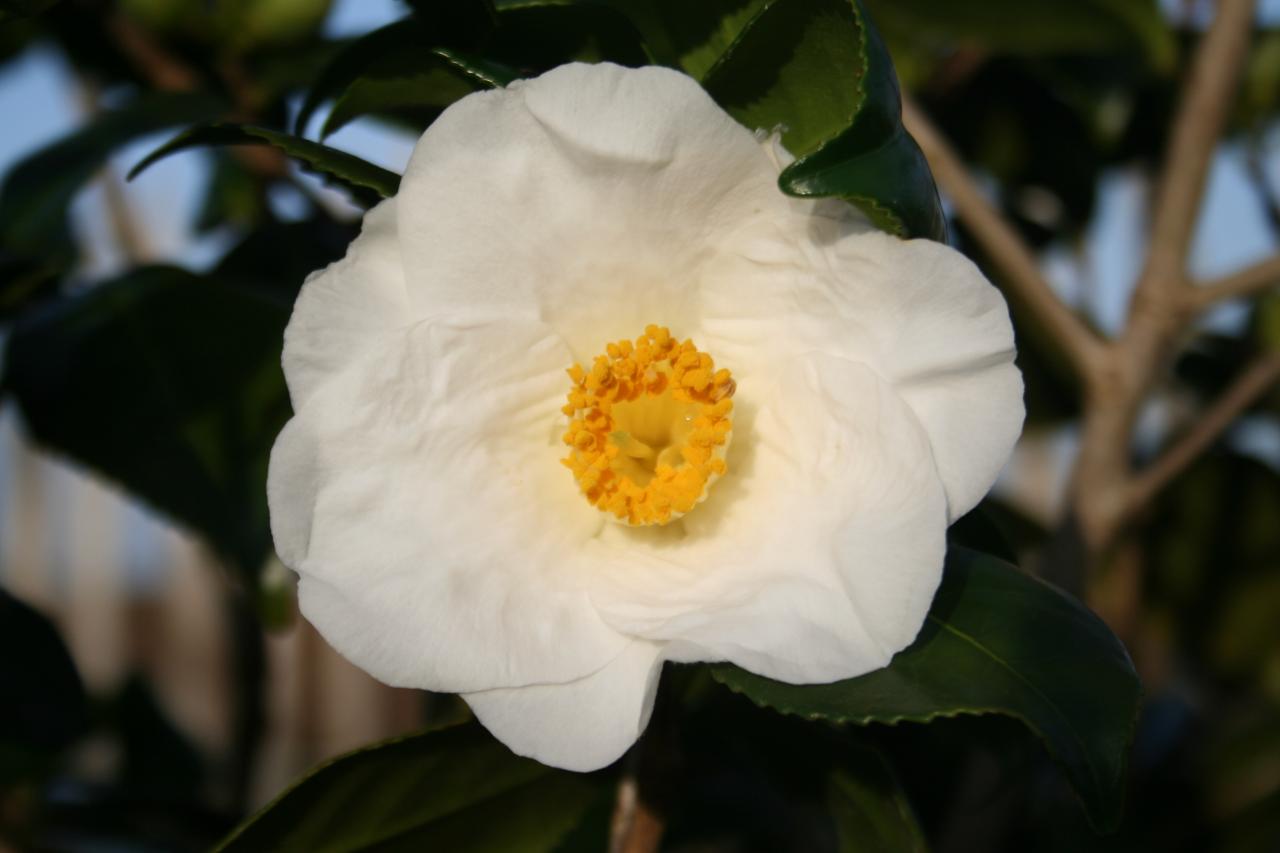 Camellia japonica 'Madame Lourmand'-6-